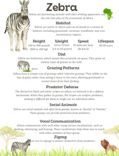 the zebra and other animals are depicted in this animal information sheet for children's learning