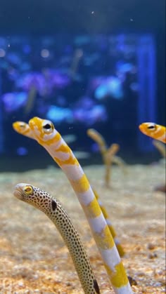two yellow and white striped seahorses swimming in an aquarium with other marine life