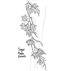 a black and white drawing of a vine with leaves growing on it's side