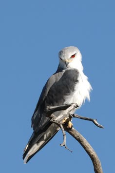 a bird sitting on top of a tree branch with blue sky in the back ground