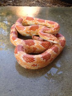 an orange and white snake is on the ground