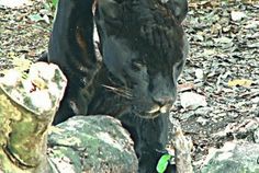 a large black cat standing on top of a pile of rocks