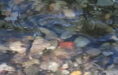 the water is full of colorful rocks and leaves, as well as some other things