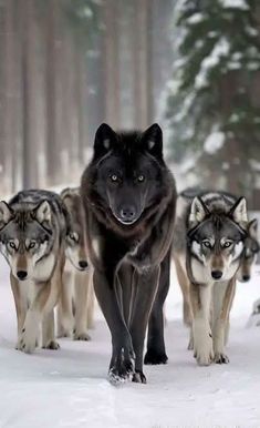 a group of wolfs walking in the snow with one looking at the camera while another looks on