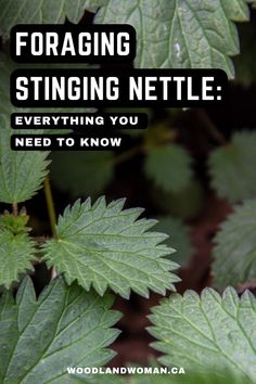 green leaves with the words foraging stinging nettle everything you need to know