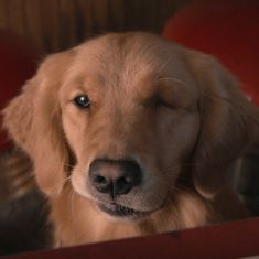 a close up of a dog with its eyes closed