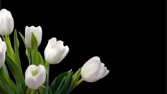 a vase filled with white flowers on top of a table