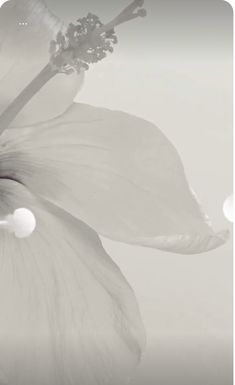 a white flower with drops of water on it's petals in black and white