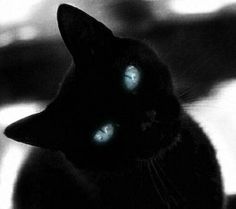 a black cat with glowing blue eyes looking at the camera