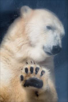 a white polar bear with its paw on the glass