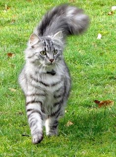 a grey cat walking across a lush green grass covered field with its tail in the air