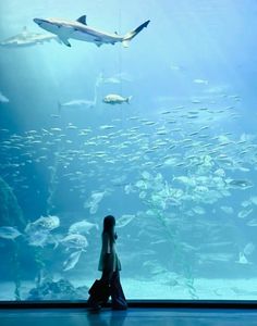 a woman sitting in front of a large aquarium filled with lots of fish and sharks