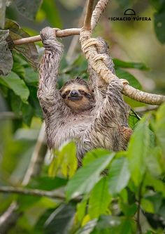 a sloth hanging upside down on a tree branch