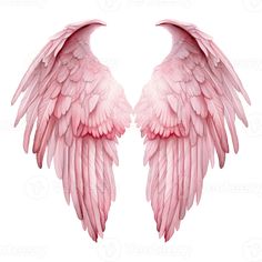two pink angel wings on a white background with clippings to the left and right