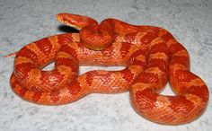 a red and orange snake is laying on the floor