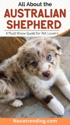 a puppy with blue eyes laying on the ground and text that reads all about the australian shepherd