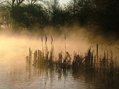 the fog is rising from the water and reeds are in the foreground with trees in the background