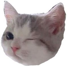 a white and gray cat with its eyes closed looking at the camera while it's head is tilted to the side