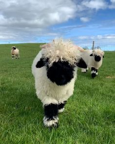 two black and white sheep standing in the grass with other sheep behind them on a cloudy day