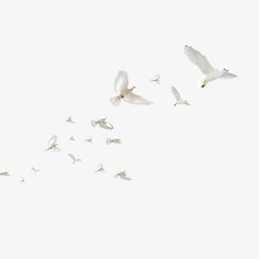 a flock of white birds flying in the sky