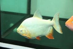 an orange and white fish swimming next to each other in front of a glass tank