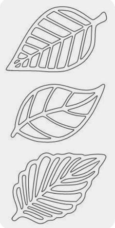 three different leaf shapes on a white background