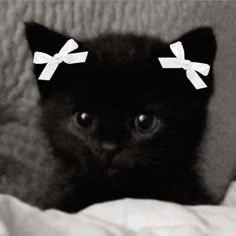 a black kitten with white bows on its head