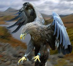 an eagle is flying in the air with its wings spread out and it's talon extended