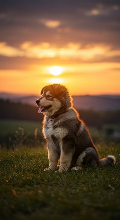 a dog sitting in the grass at sunset