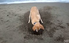 a dog digging in the sand at the beach with his head stuck in the ground
