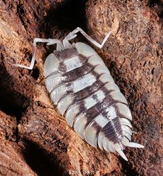 a close up of a bug on a tree