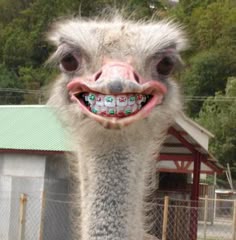 an ostrich with its mouth open and teeth missing from it's smile