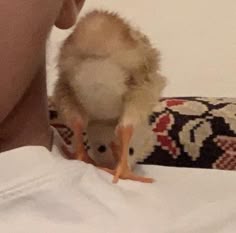 a small bird sitting on top of a person's lap next to a stuffed animal