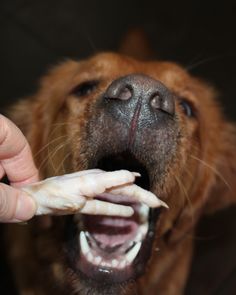 a brown dog with it's mouth open holding something in its hand