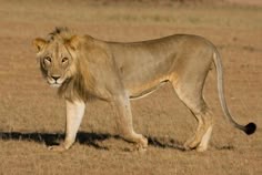 a large lion walking across a dry grass field