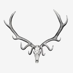 a drawing of a deer skull with antlers on it's head and long horns