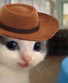 a white cat with a brown hat on it's head looking at the camera