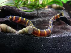 a close up of a snake in a tank