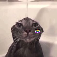 a cat is sitting in the bathtub with water on its head and looking at the camera