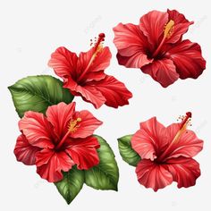 red hibiscus flowers with green leaves isolated on white background red hibiscus flowers with gree