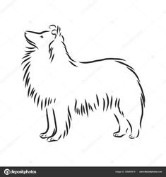 a dog that is looking up at the sky