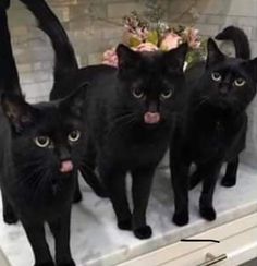 three black cats standing on top of a counter with their mouths open and tongue out