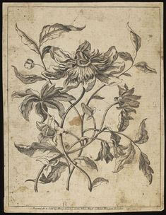 How to make a DIY Wall Tapestry using Mod Podge Vintage Etchings, Old Botanical Engravings, Floral Etching, Flower Engraving, Etching Flowers, Botanical Etching, Ornate Botanical Engraving, French Botanical Engraving, Floral Botanical Etching
