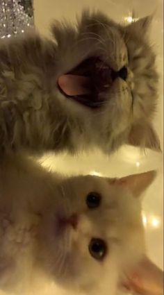 two kittens are laying down in the bathroom sink and one is sticking its tongue out
