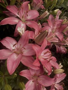 pink lilies are blooming in the garden