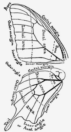 a diagram of a butterfly's wing and its external wings, vintage line drawing or engraving