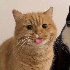 two cats sitting next to each other with their tongue out and one cat sticking its tongue out