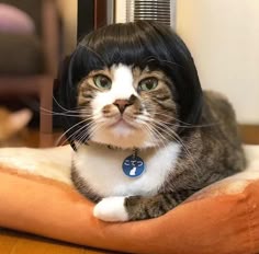 a cat is wearing a wig on top of it's head