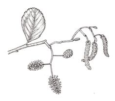 a drawing of a tree branch with cones and pinecones hanging from it's branches