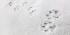 an animal's paw prints in the snow